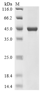 Recombinant Human Receptor-type tyrosine-protein kinase FLT3 (FLT3), partial