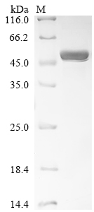 Recombinant Enterobacteria phage f1 Replication-associated protein G2P (II)