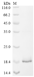 Recombinant Rat Vesicular glutamate transporter 3 (Slc17a8), partial