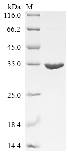 Recombinant Staphylococcus aureus Enterotoxin type B (entB)