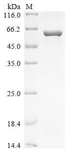 Recombinant Arabidopsis thaliana Acetolactate synthase, chloroplastic (ALS), partial