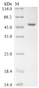Recombinant Bovine Primary amine oxidase, lung isozyme, partial