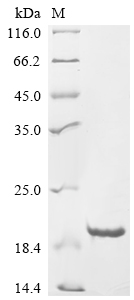 Recombinant Chicken Glycine cleavage system H protein, mitochondrial (GCSH)