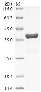 Recombinant Drosophila melanogaster Nuclear RNA export factor 2 (nxf2), partial