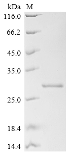 Recombinant Mouse Hepcidin (Hamp), partial