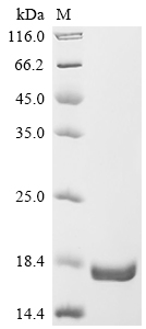 Recombinant Human Anoctamin-1 (ANO1), partial