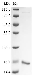Recombinant Human Placenta-specific protein 9 (PLAC9)