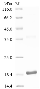 Recombinant Caenorhabditis elegans Dauer larva development regulatory growth factor daf-7 (daf-7)