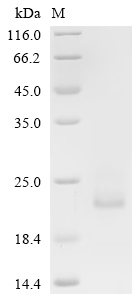 Recombinant Human Early activation antigen CD69 (CD69), partial