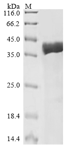 Recombinant Escherichia coli Molybdate-binding protein ModA (modA)