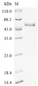 Recombinant Human Protein unc-13 homolog A (UNC13A), partial