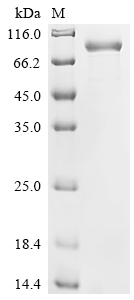 Recombinant Human Cadherin-10 (CDH10), partial