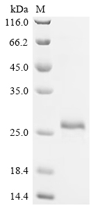 Recombinant Human Vascular endothelial growth factor A (VEGFA), Biotinylated