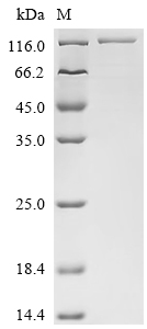 Recombinant Mouse Carcinoembryonic antigen-related cell adhesion molecule 5 (Ceacam5)