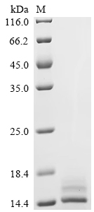 Recombinant Human Kidney-associated antigen 1 (KAAG1)