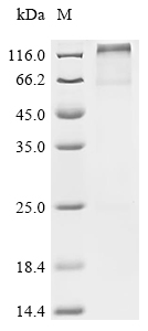 Recombinant Cynomolgus monkey Potassium voltage-gated channel subfamily KQT member 1 (KCNQ1)
