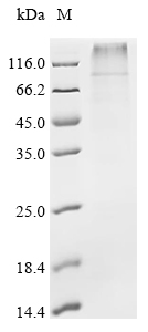 Recombinant Pig Potassium voltage-gated channel subfamily KQT member 1 (KCNQ1)