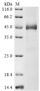 Recombinant Human Ubl carboxyl-terminal hydrolase 18 (USP18)