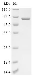 Recombinant Streptococcus pneumoniae serotype 4 Galactose-1-phosphate uridylyltransferase 1 (galT1)