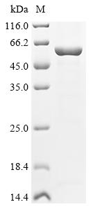Recombinant Human V-type proton ATPase subunit B,brain isoform (ATP6V1B2)