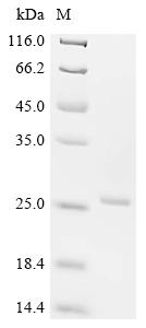 Recombinant Dog Interferon gamma (IFNG)