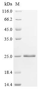 Recombinant Bungarus multicinctus Alpha-bungarotoxin isoform V31