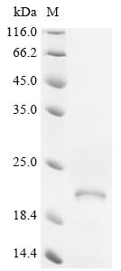 Recombinant Human G-protein coupled receptor family C group 5 member B (GPRC5B), partial