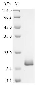 Recombinant Human Lymphocyte antigen 96 (LY96)