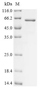 Recombinant Echis carinatus Zinc metalloproteinase-disintegrin-like ecarin