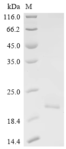 Recombinant Human Lymphocyte antigen 96 (LY96)