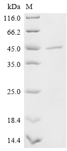 Recombinant Human herpesvirus 6A Immediate-early protein 1 (U90/U89), partial