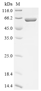 Recombinant Streptococcus pneumoniae serotype 4 Galactose-1-phosphate uridylyltransferase 1 (galT1)