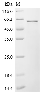 Recombinant Human Protein ERGIC-53 (LMAN1), partial