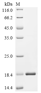 Recombinant Human Calponin-2 (CNN2), partial