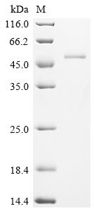 Recombinant Human Ataxin-3 (ATXN3)
