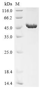 Recombinant Human herpesvirus 6B Envelope glycoprotein B (gB), partial
