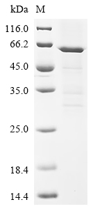 Recombinant Mouse Interferon regulatory factor 7 (Irf7)
