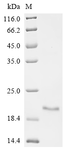 Recombinant Pandinus imperator Phospholipase A2 imperatoxin-1, partial