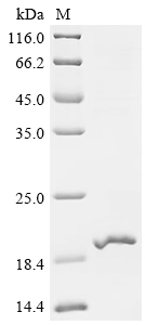 Recombinant Human E3 ubiquitin-protein ligase RNF128 (RNF128), partial