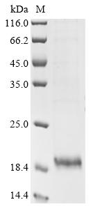 Recombinant Pig Protegrin-2 (NPG2), partial