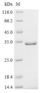 Recombinant Human herpesvirus 6A Envelope glycoprotein L (gL)