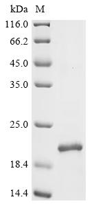 Recombinant Human herpesvirus 6A Putative CC-type chemokine U83 (U83)