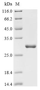 Recombinant Human herpesvirus 6A Immediate-early protein 2 (U90/U87/U86), partial