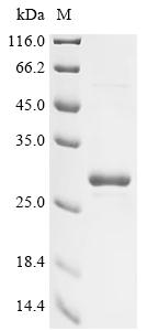 Recombinant Human herpesvirus 6B Immediate-early protein 2 (U90/U86), partial