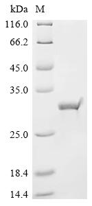 Recombinant Escherichia coli Fimbrial protein 987P (fasA)