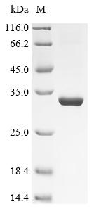 Recombinant Macrovipera lebetina Chymotrypsin-like protease VLCTLP