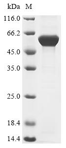 Recombinant Ophiophagus hannah L-amino-acid oxidase