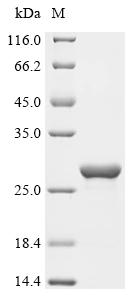 Recombinant Escherichia coli Chemotaxis protein CheW (cheW)