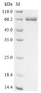 Recombinant Human DCC-interacting protein 13-alpha (APPL1), partial