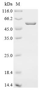Recombinant Mouse C5a anaphylatoxin chemotactic receptor (C5ar1), partial, Biotinylated